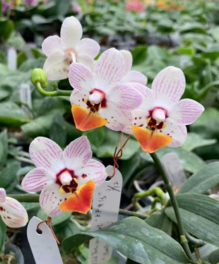 Phalaenopsis Liu’s Little Tortise-shell Cat (Chiada Stacy x lobbii) kf-13