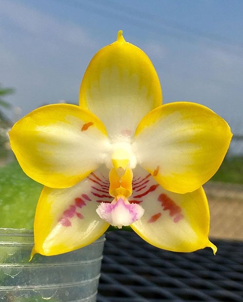 Phalaenopsis YangYang Love 'Love'