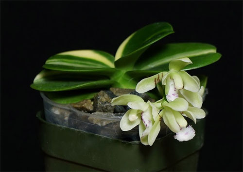 Sedirea japonica Minmaru Shima