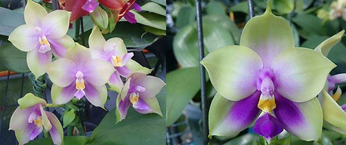 Phalaenopsis Mituo Prince 'Bb' x bellina 'Mituo #1'