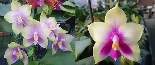 Phalaenopsis Mituo Prince 'Bb' x bellina