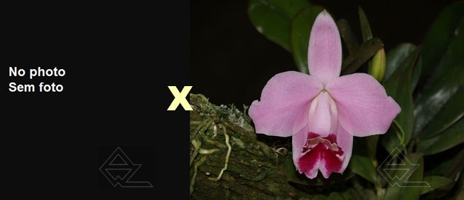 Laelia pumila vinicolor ('R Spadim' x 'Vinho')