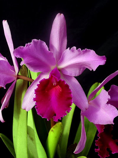 Cattleya warscewiczii BV