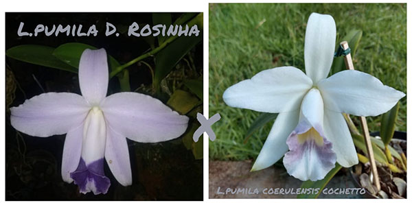 Laelia pumila coerulea 'D Rosinha' x coerulescens 'Cochetto'