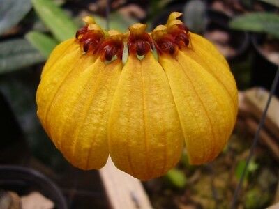 Bulbophyllum mastersianum