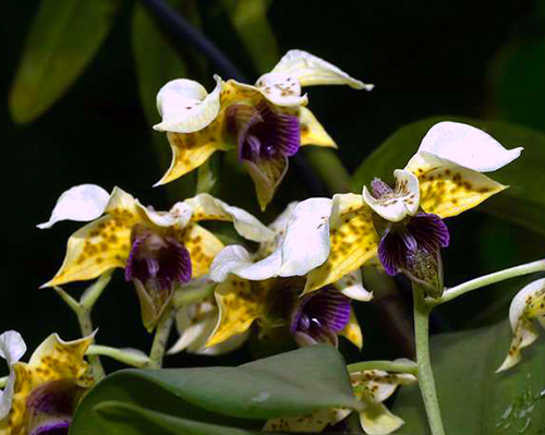 Dendrobium atroviolaceum