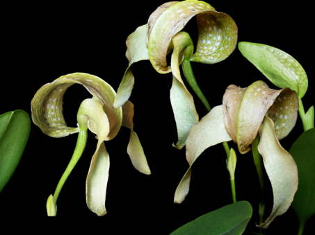 Bulbophyllum burfordiense