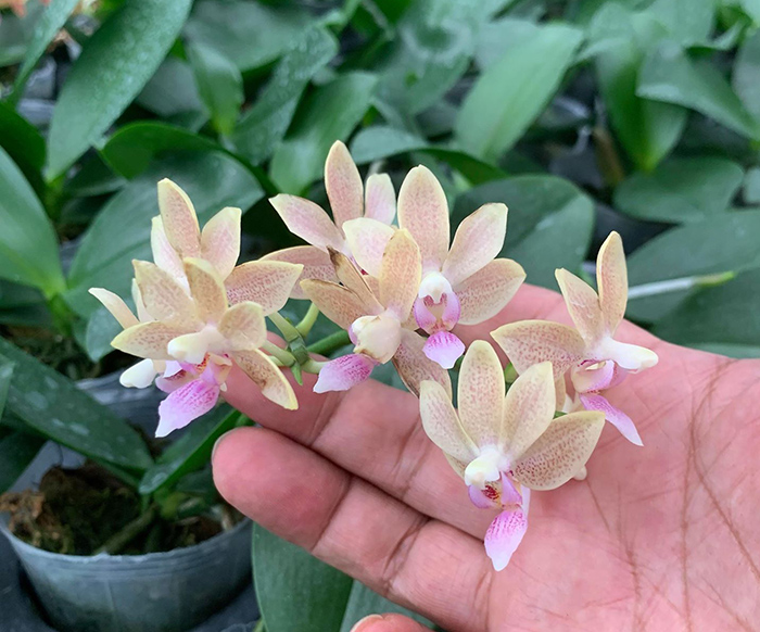Phalaenopsis Caribbean Sunset x minus