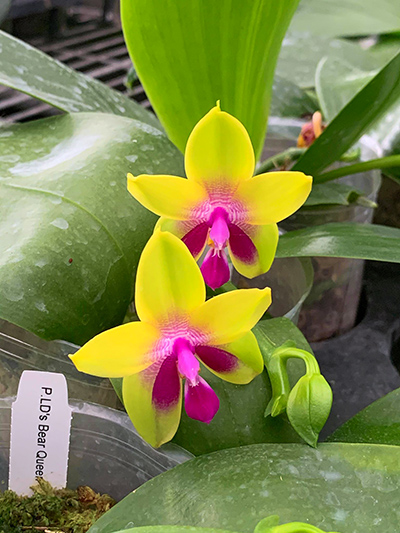 Phalaenopsis LD Bear Queen 'Miro'