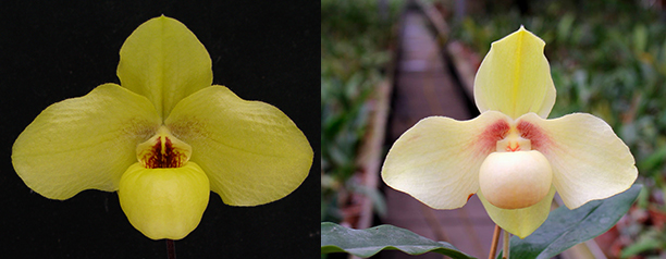 Paphiopedilum Wossner China Moon x hangianum