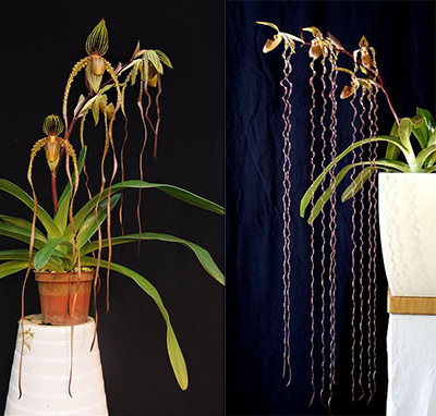 Paphiopedilum Shin Yi Sanders x sanderianum
