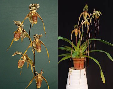 Paphiopedilum Bel Royal x Shin Yi Sanders
