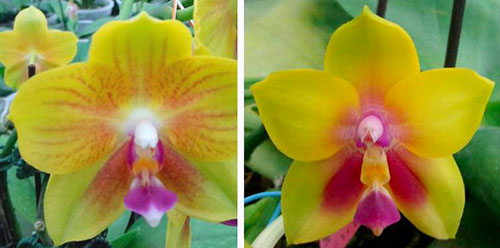 (Phalaenopsis K's Diamond Beauty x Ld's Bear Queen) x Ld's Bear Queen 'Zheng 20'