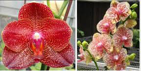 Phalaenopsis Miro Sun 'Miro 2' x Yaphon Goldrose 'Yaphon'