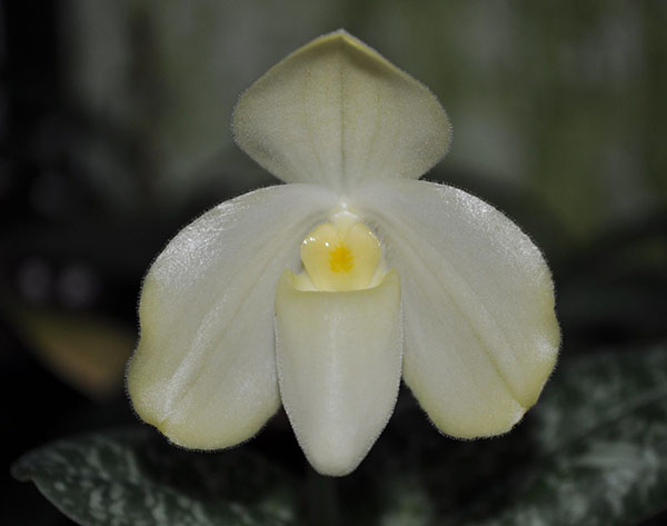 Paphiopedilum concolor alba 'MS' x self