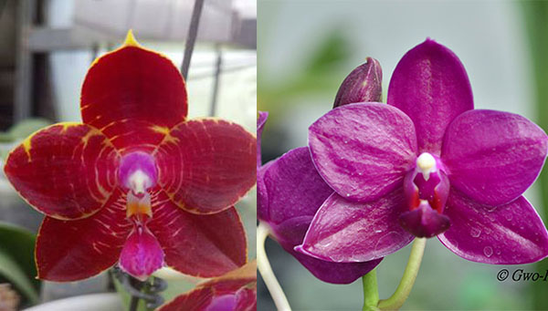 Phalaenopsis Zheng Min Tyrannosaurus '#9' x Su-An Super Star 'Matou'