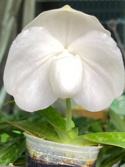Paphiopedilum godefroyae alba