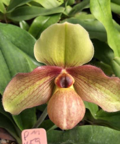 Paphiopedilum emersonii x chamberlainianum
