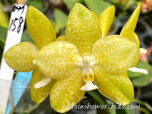 Phalaenopsis Lyndon Ever Emerald x gigantea alba MS #3