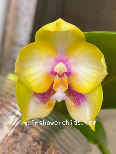 Phalaenopsis (LD Bellina Kingfisher x Zheng Min Muscadine)