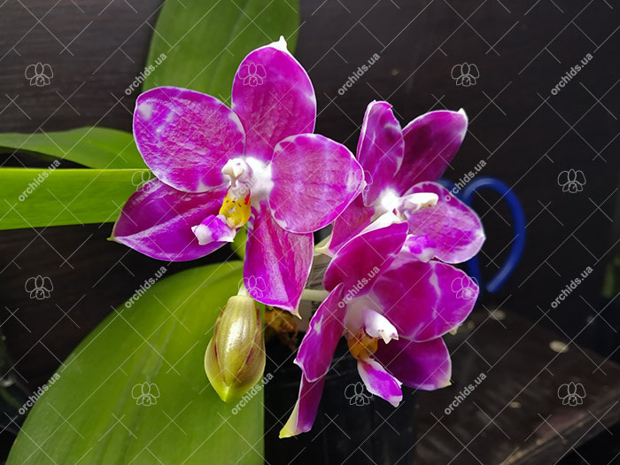 Phalaenopsis Mituo Golden Tiger 'Red Dragon'