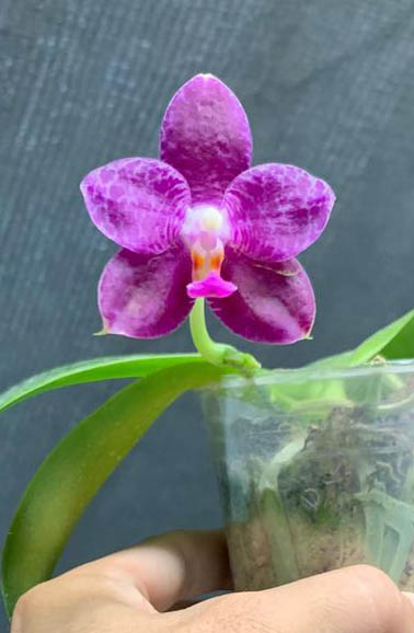 Phalaenopsis Germaine Vincent x Mok Choi Yew
