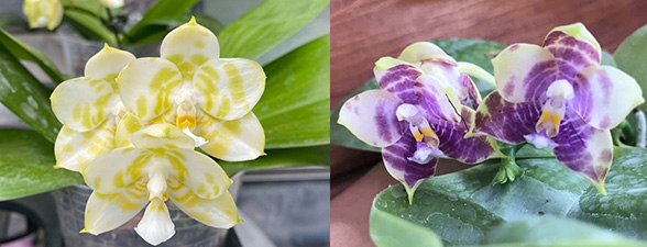 Phalaenopsis Mituo Golden Tiger 'Green Tiger' x Mituo 'Blue Smurfs'