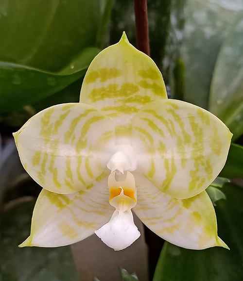 Phalaenopsis Mituo Golden Tiger 'White Tiger'
