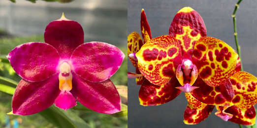 Phalaenopsis KS Super Zebra x GW Green World