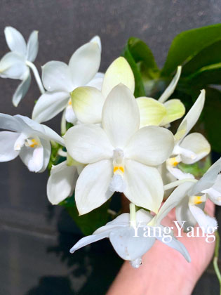 Phalaenopsis Rainbow Falconer 'Prince'