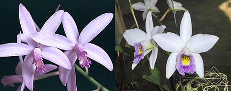 Laelia crispilabia coerulea x anceps coerulea