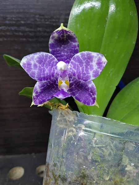 Phalaenopsis Mituo Reflex Dragon 'Blue Python'