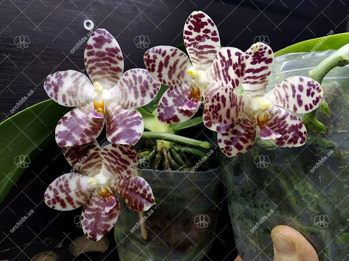 Phalaenopsis Yuanshan Girl 'Peter'