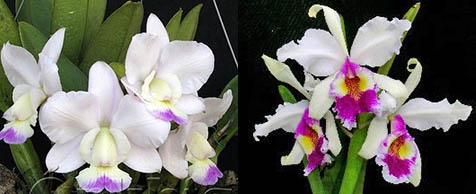 Cattleya walkeriana semi-alba 'Kenny' x warscewiczii semi-alba 'Olimpia'