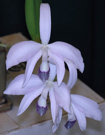 Laelia perrinii coerulea