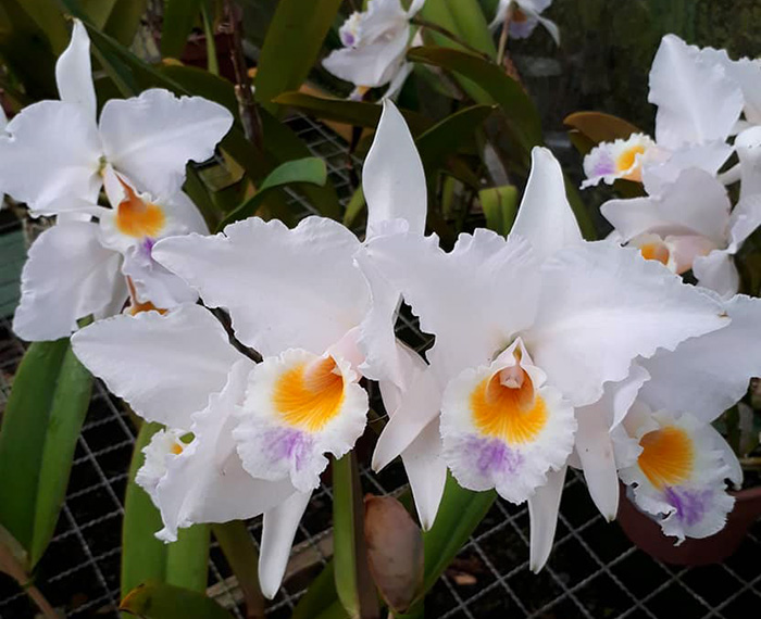 Cattleya labiata roxo bispo 'Urbano'