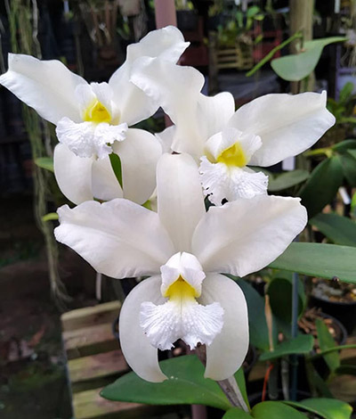 Cattleya amethystoglossa alba ('Lorena' x self) x alba Bela Vista (Do Caliman)
