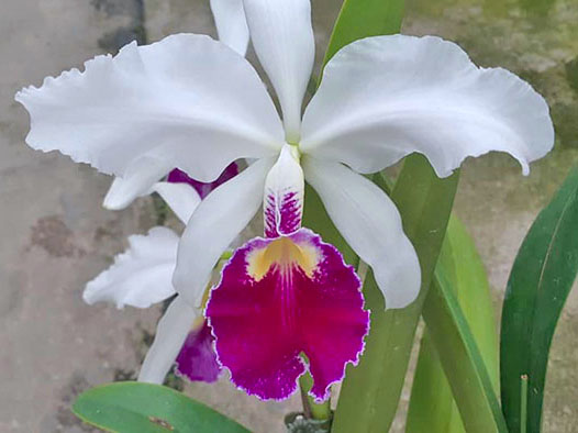 Cattleya warscewiczii semi-alba 'Orchiflaged' x semi-alba
