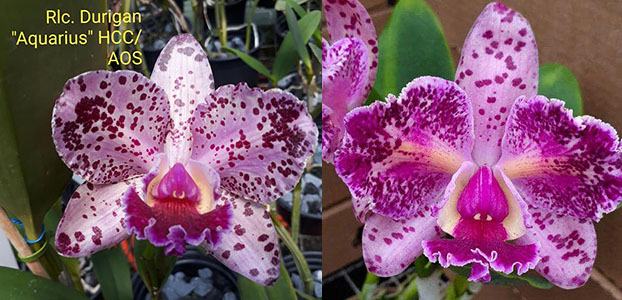 Rhyncholaeliocattleya Durigan Aquarius
