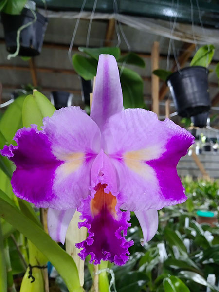 Cattleya trianae peloric OKF