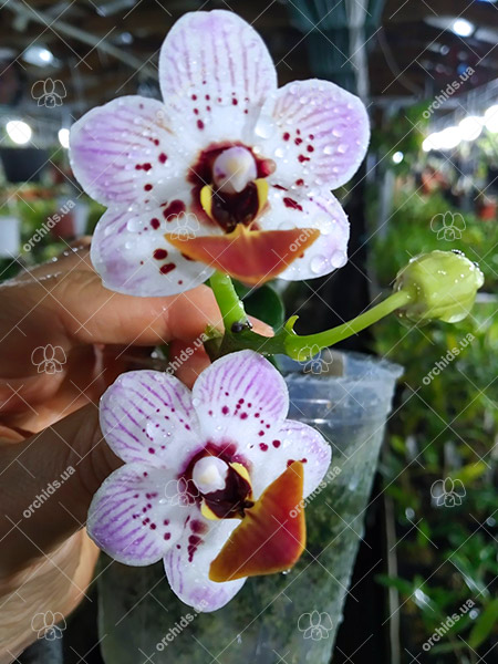 Phalaenopsis Liu's Little Tortoise-shell Cat #13