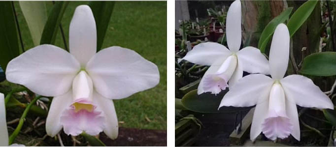 Laelia pumila amoena 'Carolina Franzotti' x pumila delicata
