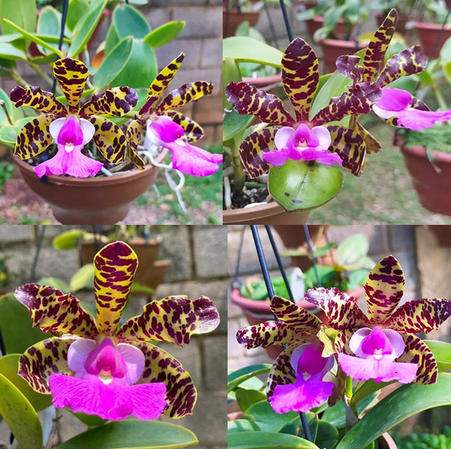 Cattleya aclandiae tipo (seedlings)