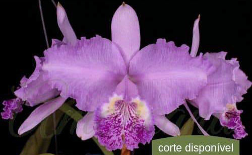 Cattleya lueddemanniana (Mariaux x Juan Ignacio) x (Mariaux x Fennel)