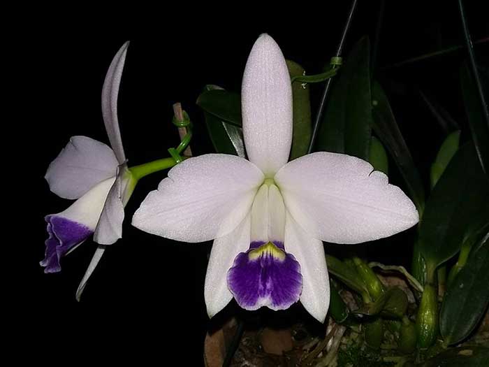 Laelia pumila coerulea (Araujo)