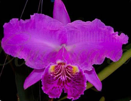 Cattleya lueddemanniana rubra 'Fennel' x rubra 'W'
