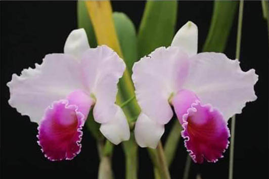 Cattleya quadricolor tipo x self