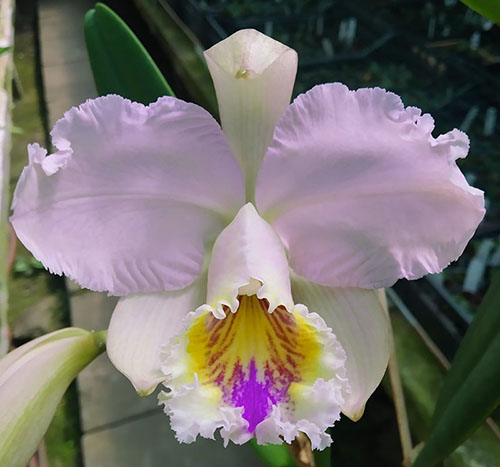 Cattleya mossiae tipo x self