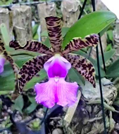 Cattleya aclandiae 'Lisa' x self