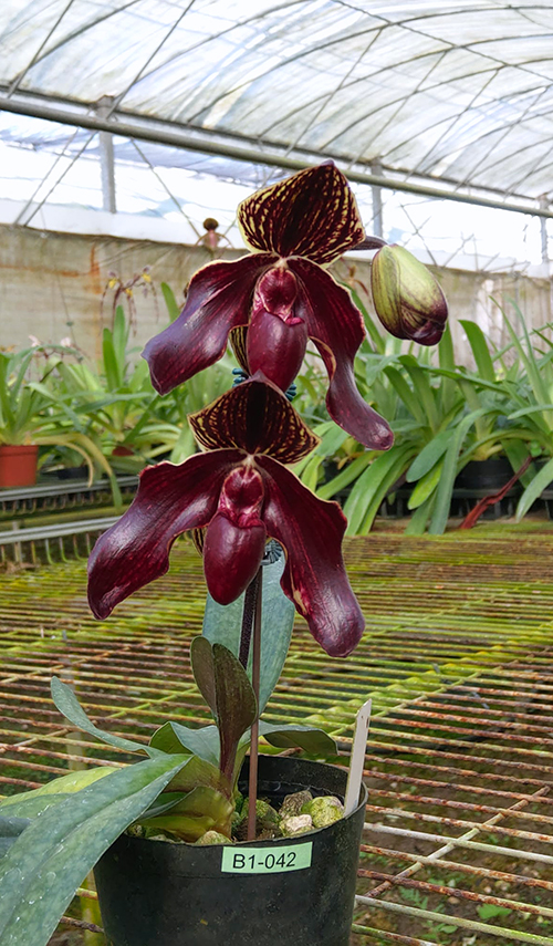 Paphiopedilum In-Charm Firebird (Susan Booth x bellatulum)